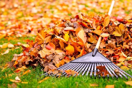 Leaf Removal (CT)